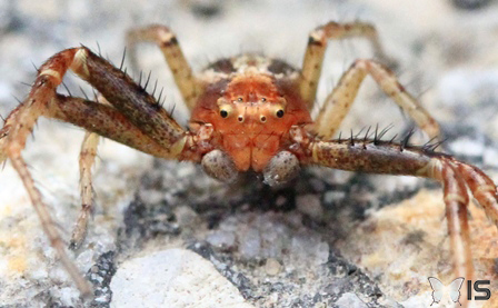 Une araignée vue de face